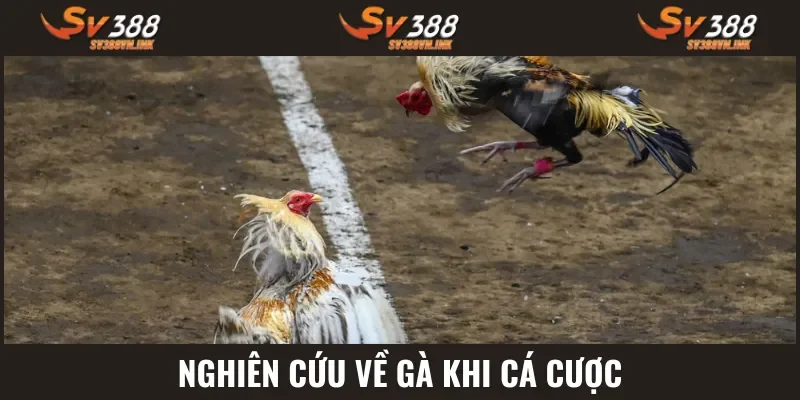 Mẹo đá gà nghiên cứu các linh kê