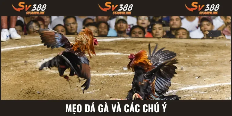 Chú ý khi chơi cá cược
