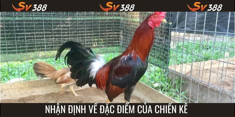 Nhận định về chiến kê để đưa ra phân tích hợp lý