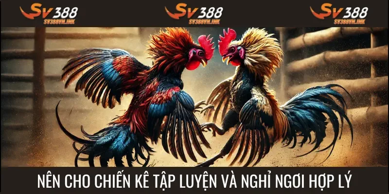 Tập luyện theo kinh nghiệm nuôi gà đá đảm bảo tạo ra chiến kê tốt