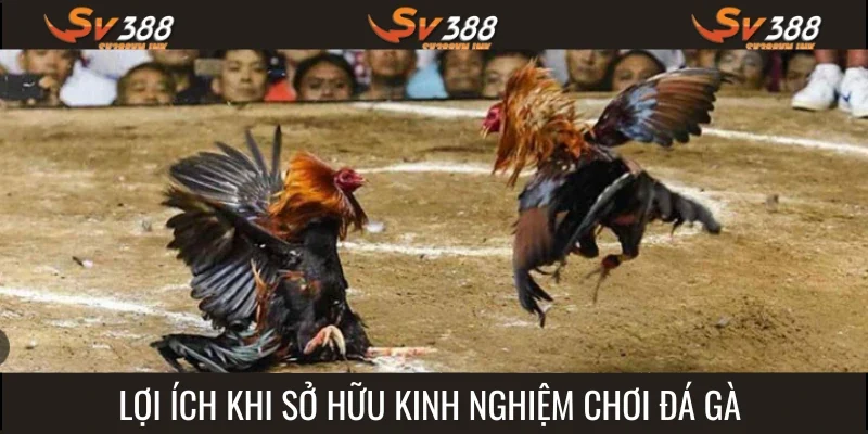 Kinh nghiệm chơi đá gà tạo lập nhiều lợi ích