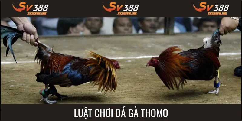 Luật chơi đá gà thomo